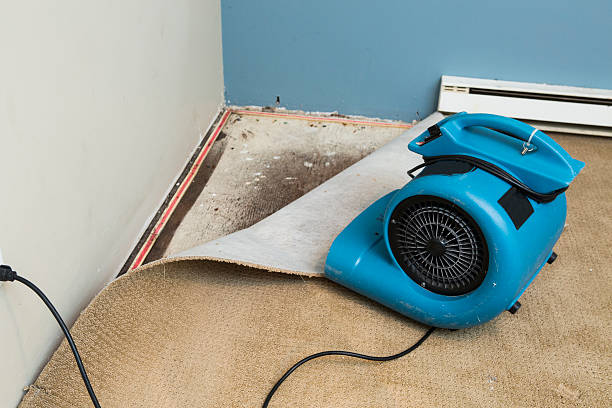 Best Mold removal after water damage  in Corry, PA